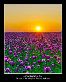 Rising sun over a beautiful field of purple flowers.