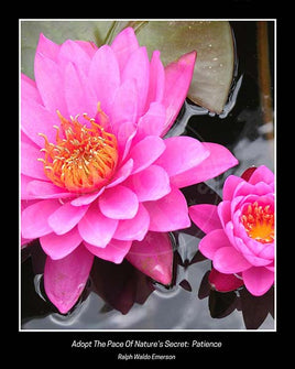 Close-up of two pink lotus in full bloom on pond.