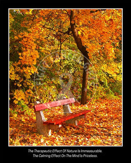 Brilliance of fall leaves from trees and ground surround a simple bench.