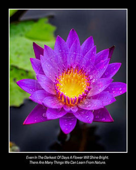 A purple water lily sprinkled with raindrops on a pond.